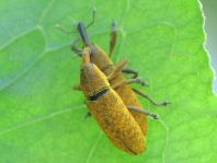 Lixus bardanae