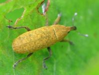 Lixus bardanae