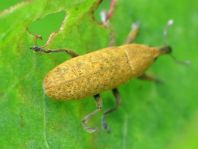 Lixus bardanae