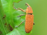 Lixus sp.