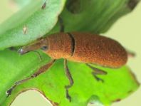 Lixus sp.