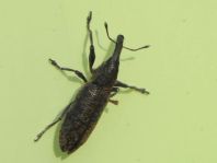 Lixus angustatus