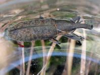 Lixus angustatus