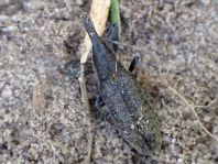 Lixus angustatus
