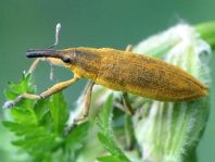 Lixus iridis, Schierlingsrüssler