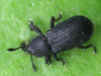 Magdalis armigera