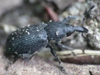 Magdalis armigera
