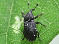 Magdalis cerasi