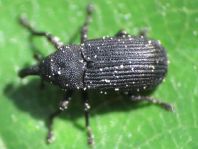 Magdalis cerasi