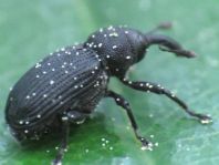Magdalis cerasi
