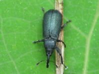 Magdalis phlegmatica, Blauer Kieferntriebstecher