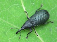 Magdalis phlegmatica, Blauer Kieferntriebstecher
