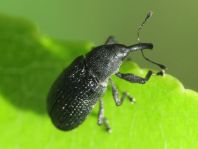 Magdalis memnonia