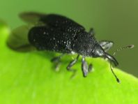 Magdalis memnonia