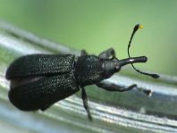 Magdalis phlegmatica, Blauer Kieferntriebstecher