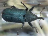 Magdalis frontalis