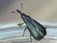 Magdalis phlegmatica, Blauer Kieferntriebstecher