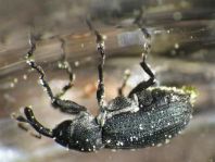 Magdalis cf. frontalis