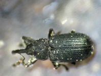 Magdalis cf. frontalis