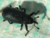 Magdalis duplicata