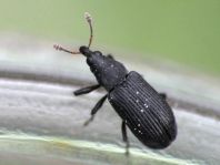 Magdalis ruficornis