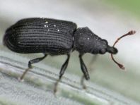 Magdalis ruficornis