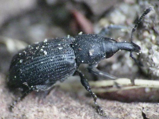 Magdalis armigera