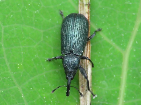 Magdalis phlegmatica, Blauer Kieferntriebstecher