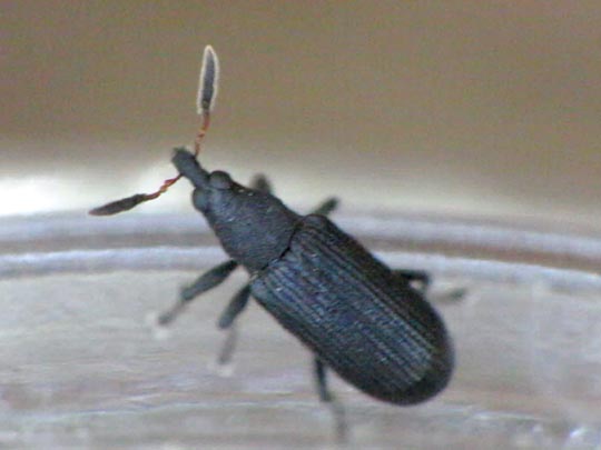 Magdalis barbicornis