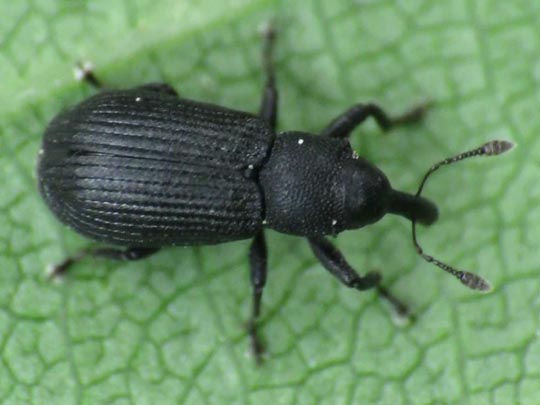 Magdalis armigera
