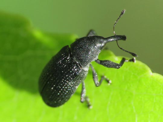 Magdalis memnonia