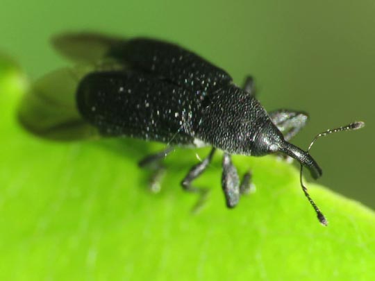 Magdalis memnonia