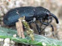 Magdalis sp.