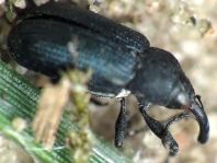 Magdalis sp.