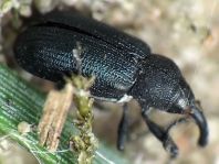 Magdalis sp.