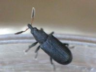 Magdalis barbicornis