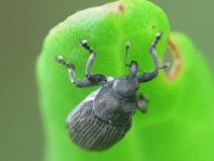 Marmaropus besseri
