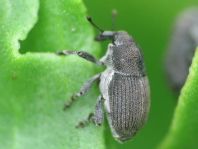 Marmaropus besseri