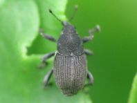 Marmaropus besseri