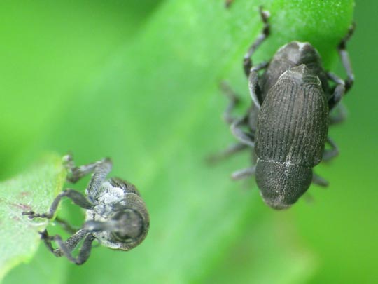 Marmaropus besseri