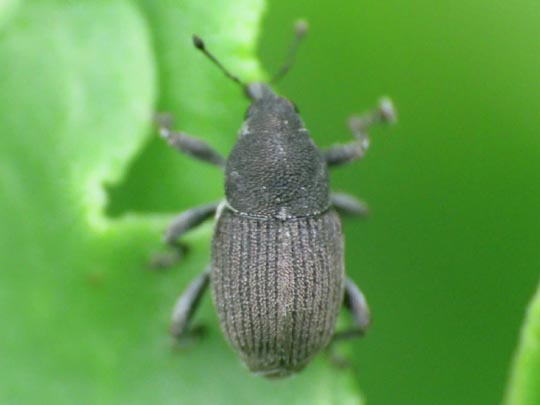Marmaropus besseri