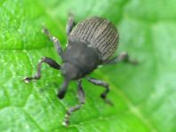Marmaropus besseri