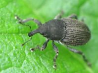 Marmaropus besseri