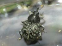 Miarus sp.