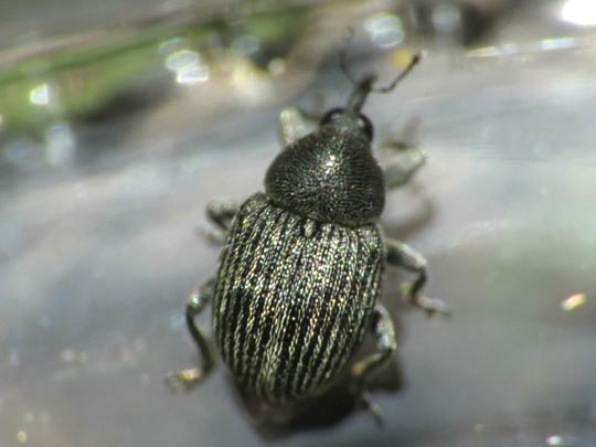 Miarus sp.