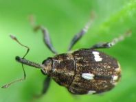 Mogulones asperifoliarum