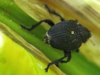 Mononychus punctumalbum, Weißpunktiger Schwertlilienrüssler