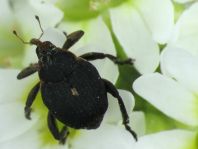 Mononychus punctumalbum, Weißpunktiger Schwertlilienrüssler