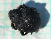 Mononychus punctumalbum, Weißpunktiger Schwertlilienrüssler