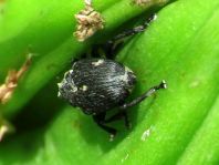 Mononychus punctumalbum, Weißpunktiger Schwertlilienrüssler